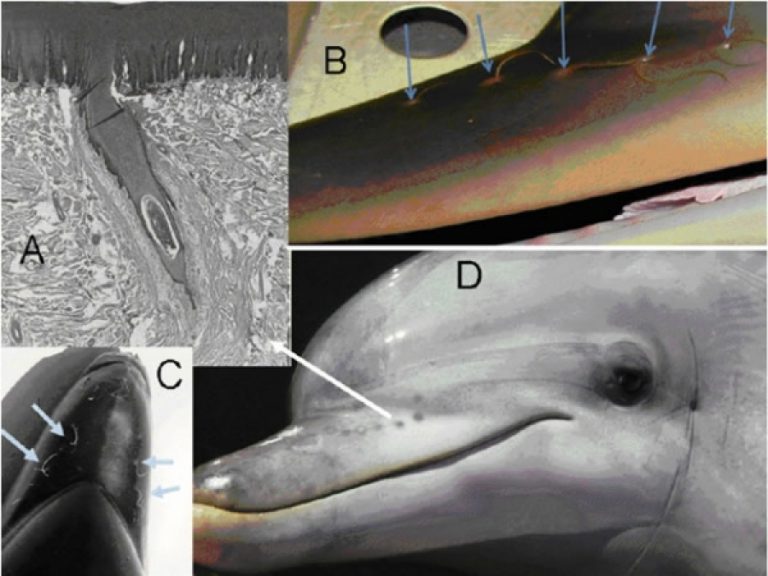 Do dolphins have hair? Dolphin Communication Project