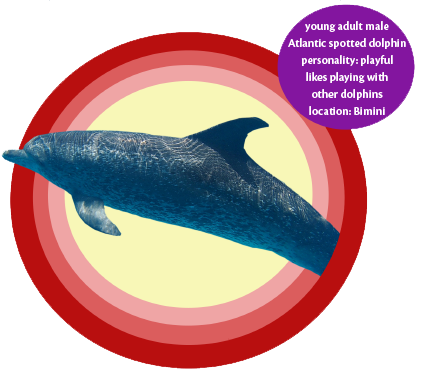 adopt a wild dolphin billy