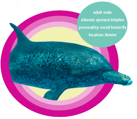 adopt a wild dolphin split jaw
