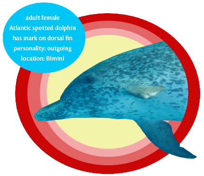 adopt a wild dolphin swoosh