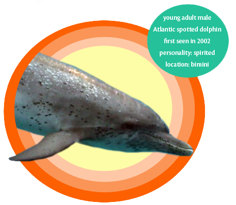 adopt a wild dolphin Tim