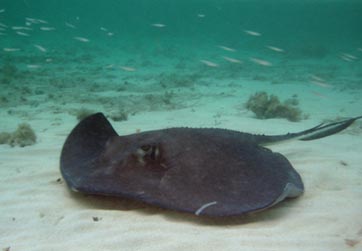 Bimini2009_Stingray