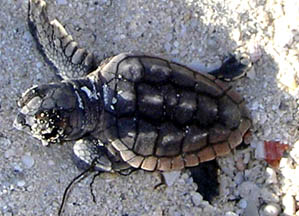 Bimini2010_LoggerheadHatchling