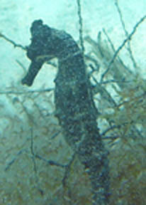 Bimini2010_Seahorse