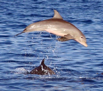 Bimini2010_T10_TtLPG