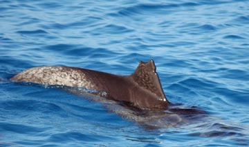 Bimini2010_T11_056