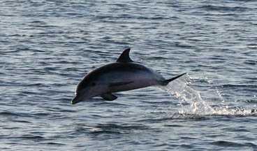 Bimini2010_T31_CalfInAir