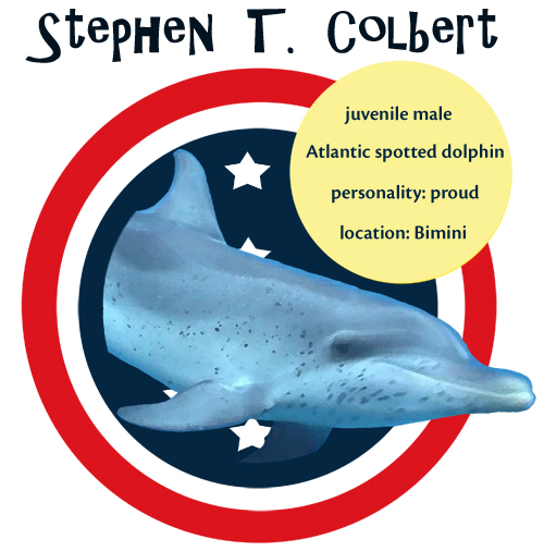 ColbertDolphin