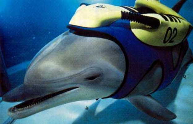 Darwin the Dolphin