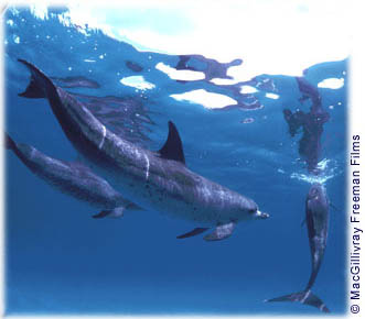 spotted dolphins