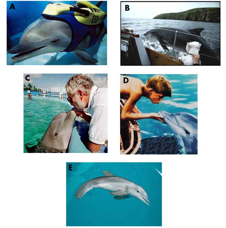 Name these famous dolphins
