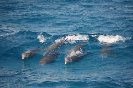 Tt surfing in Bimini