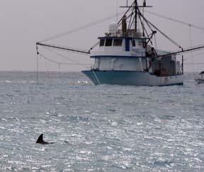 Bimini Tt w smack boat 2009