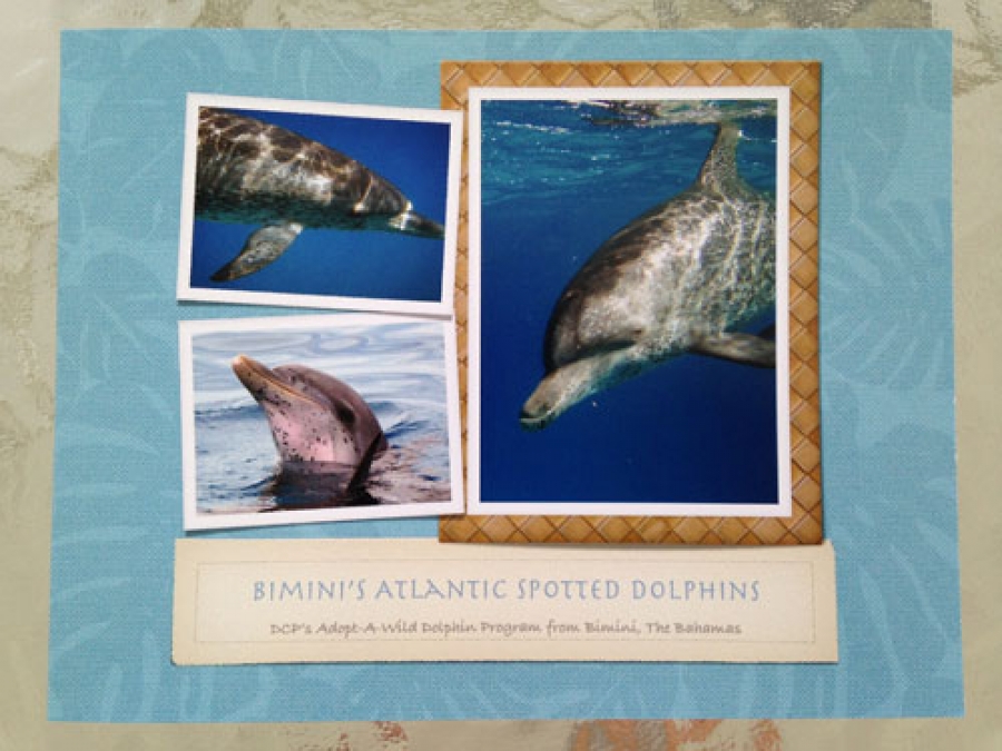 Bimini Dolphins Adoption Photobook