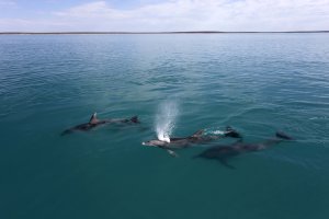 Dr. Simon J. Allen, of Shark Bay Dolphin Research