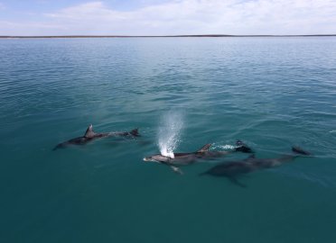 Dr. Simon J. Allen, of Shark Bay Dolphin Research